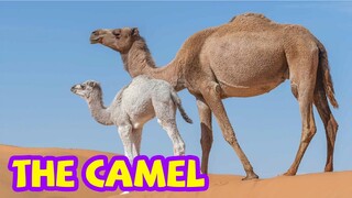 Bé tập nói tiếng anh | Con lạc đà | Baby practice speaking English | The camel