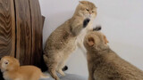 [Thú cưng] Mèo bố muốn chơi với mèo con nhưng bị mèo mẹ đuổi đi…