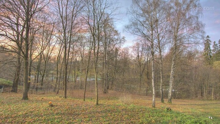forest time to relax
