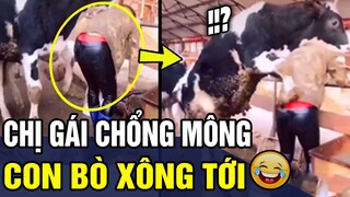 Những Tình Huống  HÀI ĐỘNG VẬT Đảm Bảo Vừa Xem Vừa Cười Rung Rốn P 38 | Trùm Tin Hài