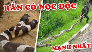 7 Loài Rắn Có Nọc Độc Mạnh Nhất Bạn Không Nên Gặp Ngoài Đời