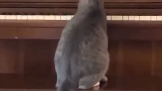 果然汤姆猫不是虚构的！