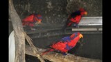 Burung Nuri Paling dilindungi di Indonesia  (appendix I CITES)