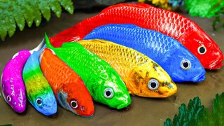 Membersihkan sapi bebek penyu juru potret ikan mas warna-warni katak Lucu Stop Motion ASMR Fish!