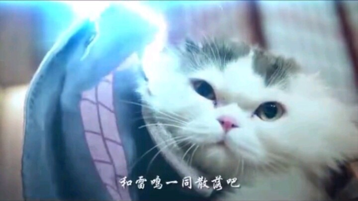 Kucing Akatsuki The movie