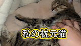 [Mèo cưng] Chú mèo ngủ cùng tôi bên gối hai năm