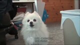 Just For Me but Dogs Sung It (Dogs Version Cover)