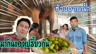 มากินมะปรางของเปรี้ยวชมช้างอาบน้ำ