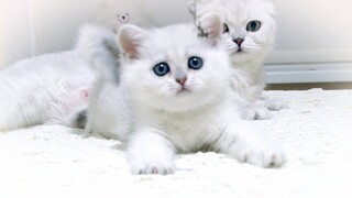One of the Sweetest kitten in the world - Scottish Straight FELICIA | Silver Shaded | SFS 71 ns 11