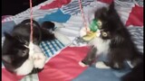 Cute kittens playing each other