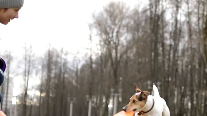 This small-sized police dog makes passers-by look cute. How did it get its license?