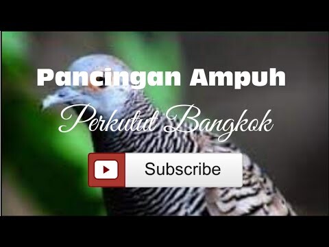 pancingan ampuh, bikin rumah jadi ramai