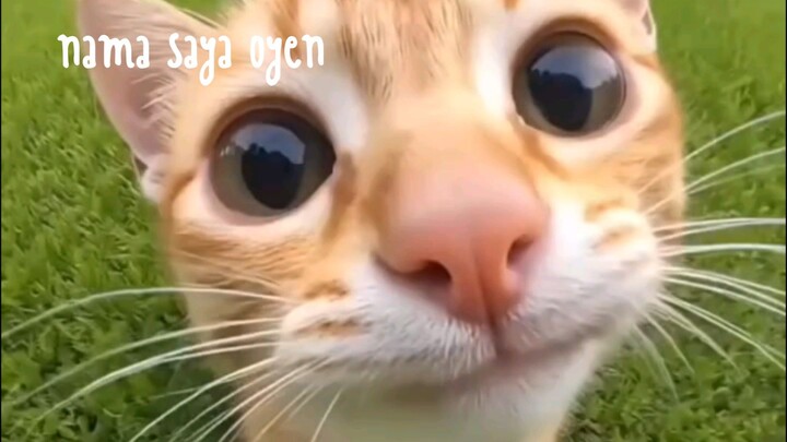 miaw2