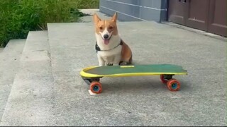 dog skating in the siri