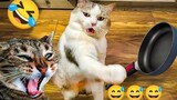 New Cat's Funny Video's 2023-2024/Kittens Funny video's/Subscribe🔔