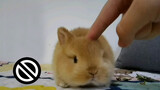 [Animals]Cute moments of rabbit