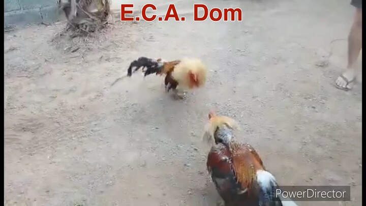 E.C.A. Super Dom!