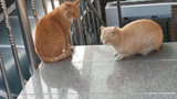 [สัตว์]แมว 2 ตัวทะเลาะกันและต่อสู้