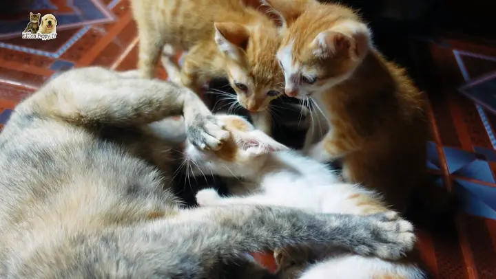 Mom cat breastfeeding kittens