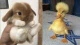 AWW SO CUTE! Cutest baby animals Videos Compilation Cute moment of the Animals - Cutest Animals #14