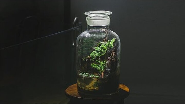 DIY Paludarium Nano - 5 minute craft Nano Paludarium Too Simple For Beauty