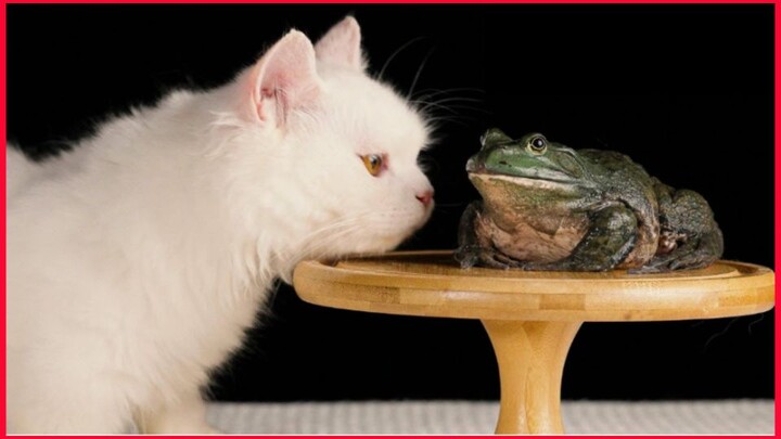 Cat Eating Frog / Cat Mukbang.