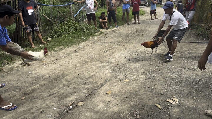 Bisaya lines 2nd fight 2x winner na