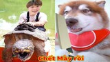 Thú Cưng TV | Ngáo Husky Troll Bố Dương KC #57 | chó thông minh vui nhộn | funny cute smart dog Pets