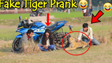 เสือปลอมเล่นตลกในที่สาธารณะ วิดีโอเล่นตลก Tiger vs Crazy Girl - หัวเราะคนเดียวไม่ได้