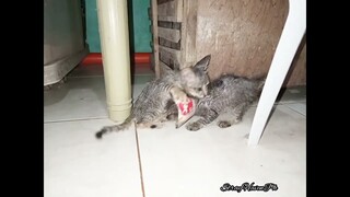 2 Cats  Sick, I left In Clinic, 2 Smaller Kitten They Realy Like Each Other.