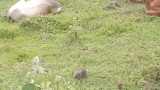 BAKA