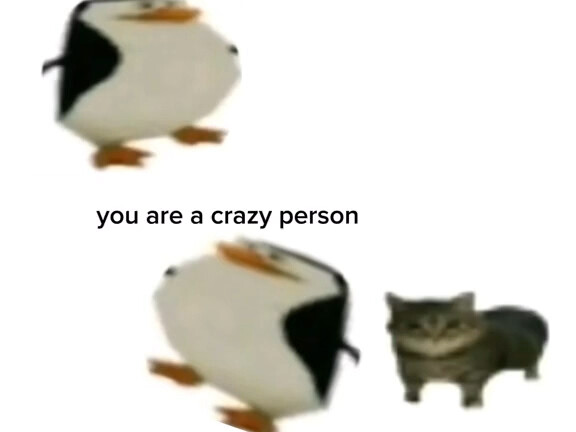 Wow that cat is very cute (meow