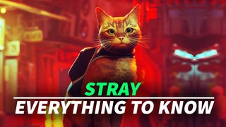 Everything to Know About Stray