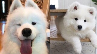 รวม Samoyed ตลกน่ารัก น่ารักVN