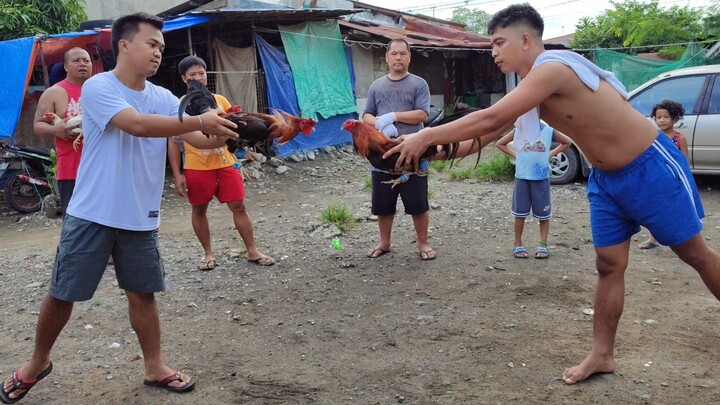 4 times Winner na Broodcock ng tropa from Bacolod daw. Magaling