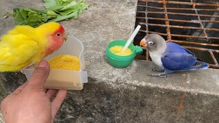 [Animals]Two parrots are different colours, they meet each other