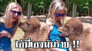 ไอ้นี่เองมันร้าย ใช้ได้เลยนะเอง !! #รวมคลิปฮาพากย์ไทย