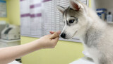 【Animal Circle】Deceive husky to eat Anthelmintic with meat buns