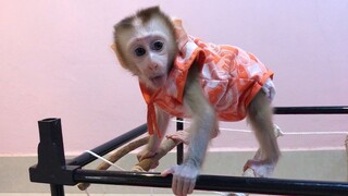 Baby monkey learn to climb, to Jumb and to cling, alot of fun