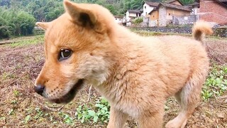 Anjing itu ke pinggir jalan untuk menggonggong padaku.