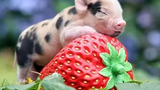 Cute Mini Pig - การรวบรวมวิดีโอ Micro Pig ที่ตลกและน่ารัก BEST OF