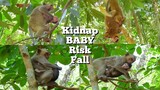 Monkey Kidnap Baby Risk Fall, Pity Baby Monkey Cry Can't Move, Monkey Doesn't Reject Baby