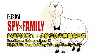 一起看【間諜家家酒 87】最新話：彭德變羊駝？！夜帷住院與佛傑家日常 Spy x Family 87