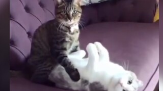 [Hewan]Momen lucu kucing di kehidupan sehari-hari|<Bud Like You>