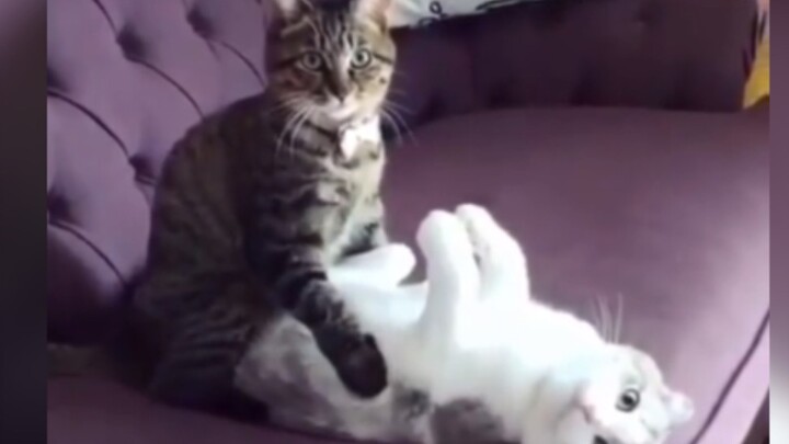 [Động vật]Khoảnh khắc hài hước của mèo trong cuộc sống|<Bud Like You>