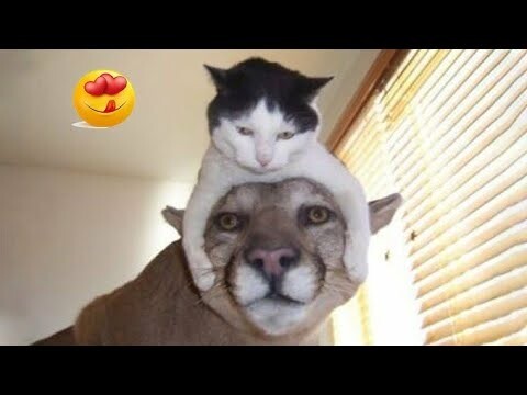 Ultimate Funny Pets Compilation 😆 Best Animal Videos Weekly