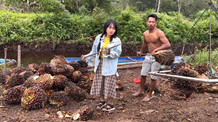 Nimbang sawit di hari puasa bulan suci Ramadhan || Harga Buah sawit Kalimantan