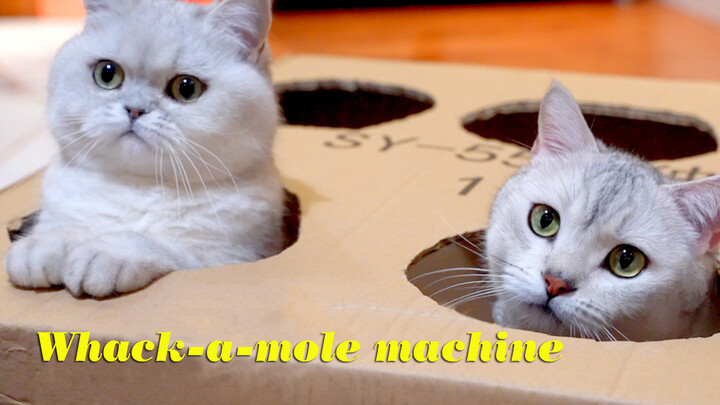 Kucing|Kucing Bermain Whac-A-Mole