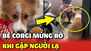 Bé Corgi chân ngắn ĐÁNG YÊU mừng rỡ khi gặp NGƯỜI LẠ 😂 | Yêu Lu