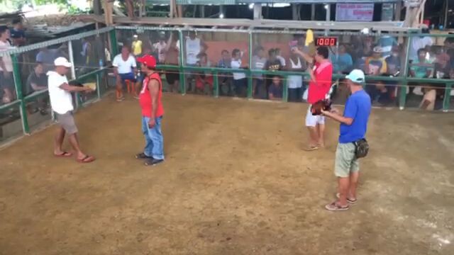 bisaya line at dimiao cockpit arena